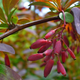Image for article titled The Tastiest Berries That Grow Wild In North America